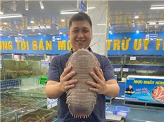 Bọ biển khổng lồ ngoài khơi Việt Nam nhắc nhở chúng ta về sự bí ẩn của đại dương